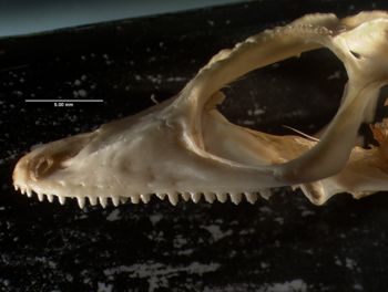 Media type: image;   Herpetology R-20611